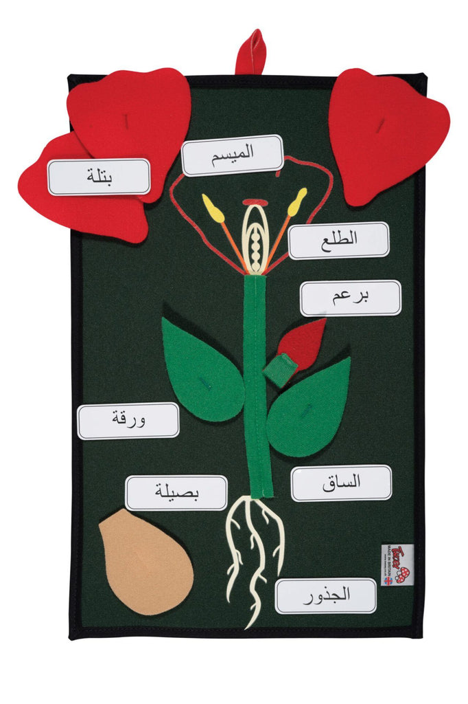 Plant in a Pocket – Arabic