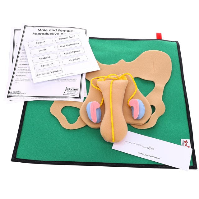 Male Reproductive Display – Classroom Direct